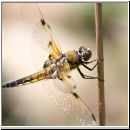 Libellula quadrimcatulata - Vierflecklibelle 01.jpg